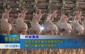 河南滑县：多措并举促进烧鸡产业增产扩量保障市场供应